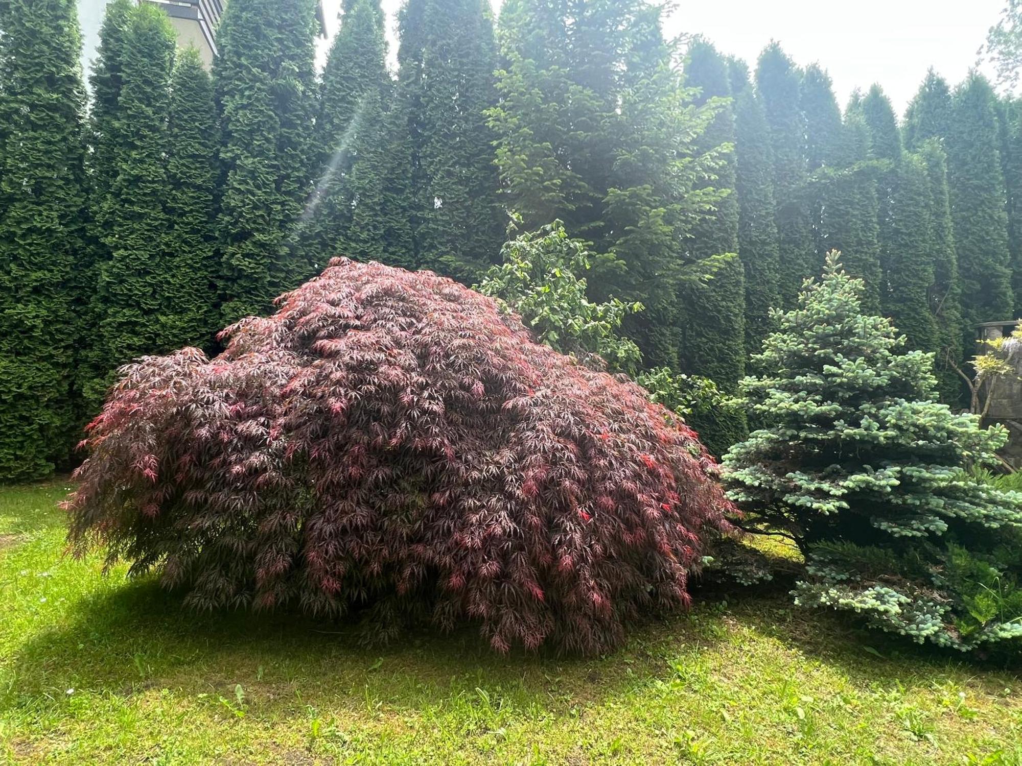 Poiana Tapului Wine Cellar Villa With Beautiful Garden In Sinaia - Busteni מראה חיצוני תמונה